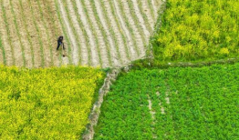 在希望的田野上